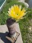 Preview: Echinocereus pectinatus gelb